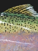 Trout Fin